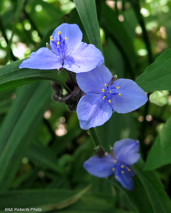 Spiderwort