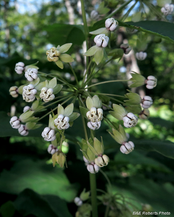 Poke_Milkweed