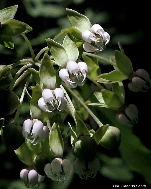 Poke_Milkweed