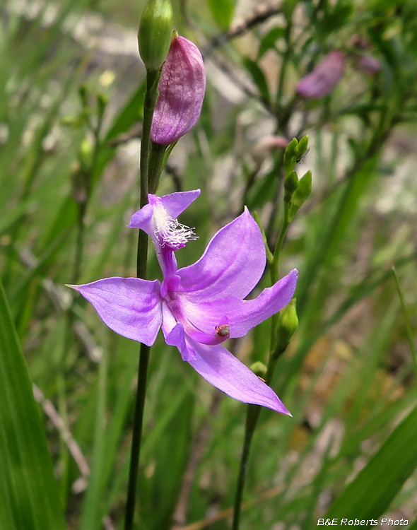 Grass_Pinks