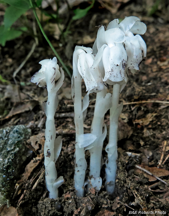 Indian_Pipes