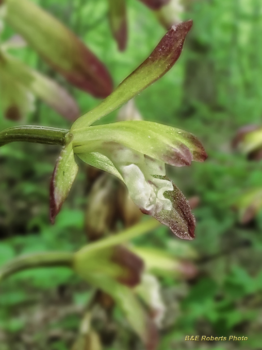 Putty_Root_Orchid_flower