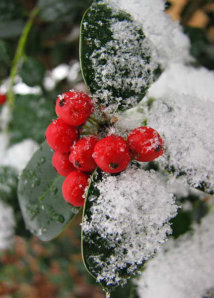 Holly_berries