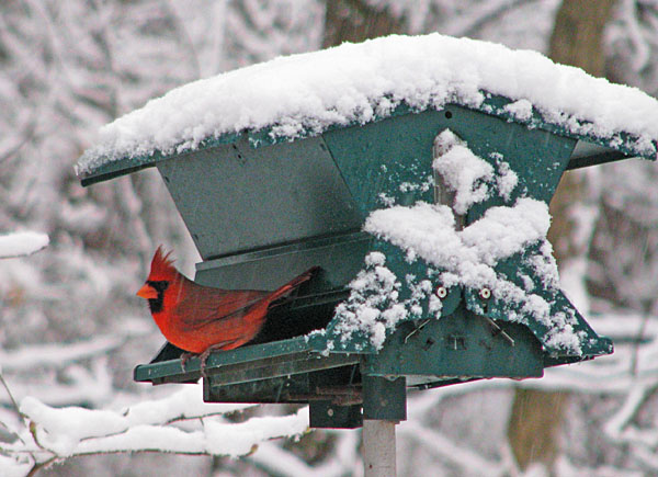 Cardinal_feeder