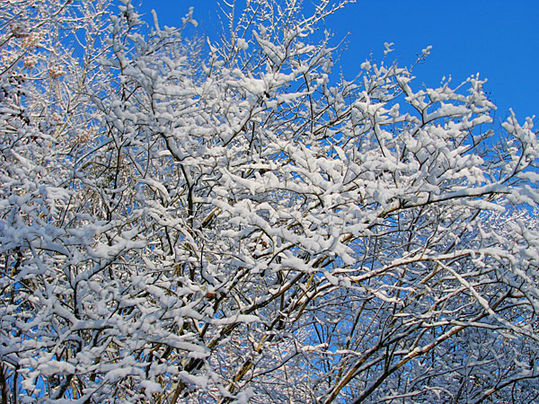 Snowy_branches