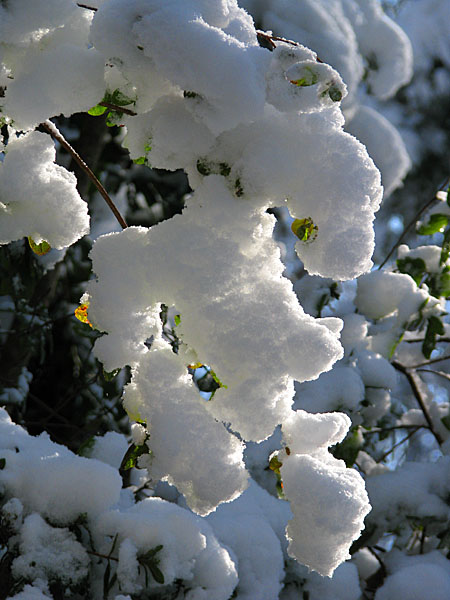 Azalea_snow