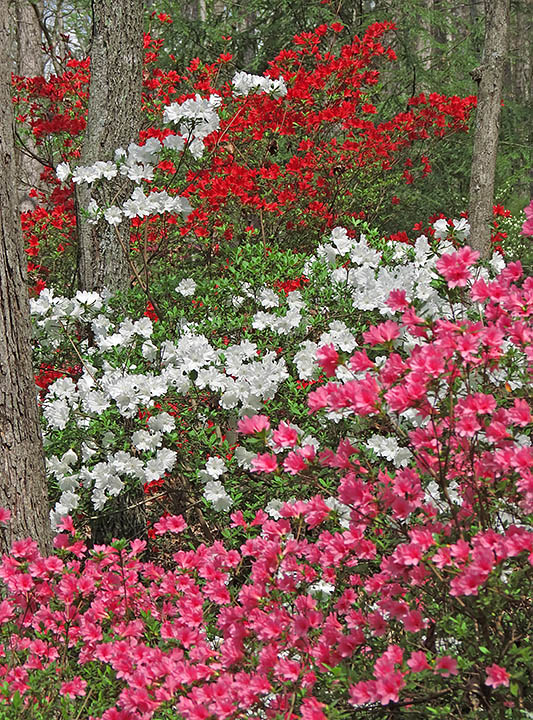 Azaleas