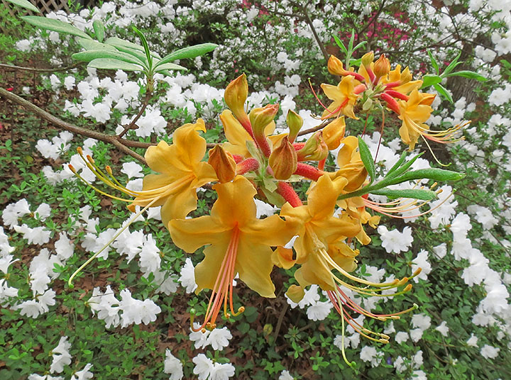 Azaleas