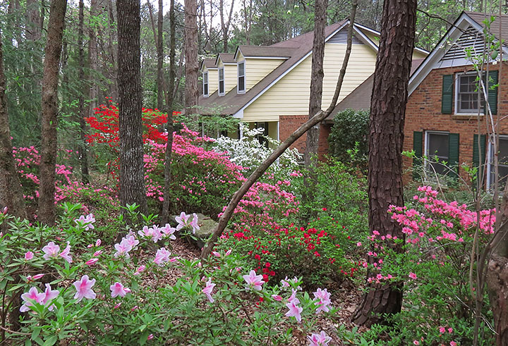 Azaleas