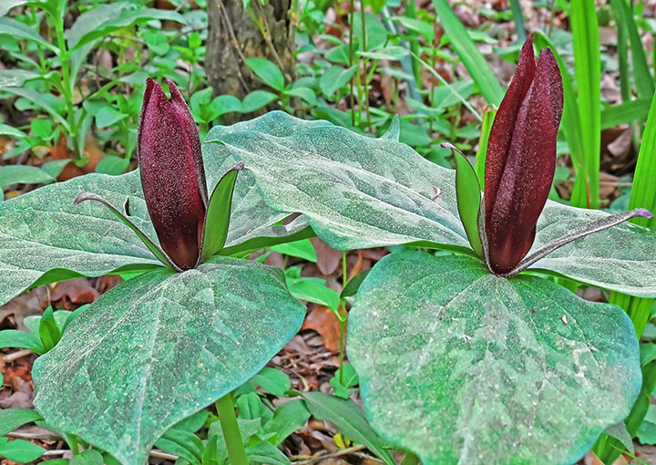 Trillium