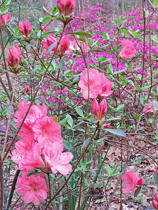 Azaleas