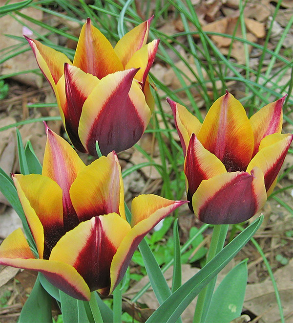 Tulips