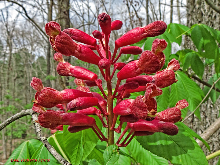 Buckeye_flowers