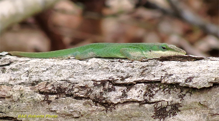 Anole