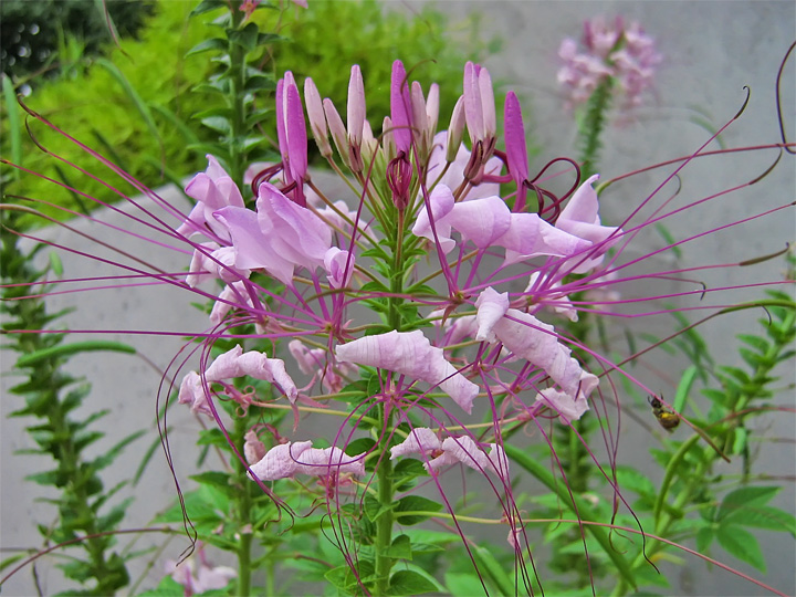 Cleome