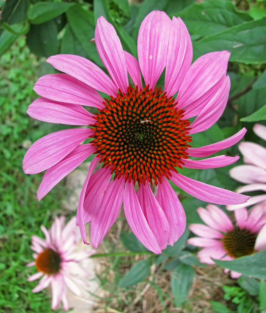 Coneflower