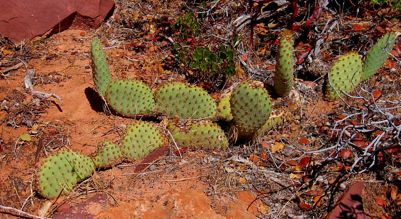 Cactus