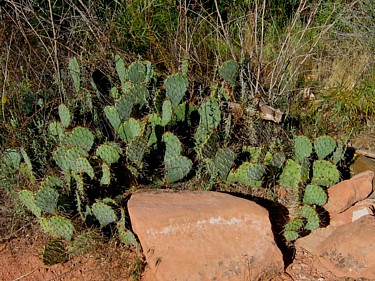 Cacti