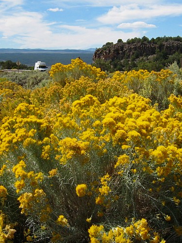 Yellow_flowers