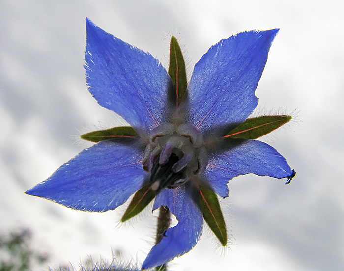 Blue_flower