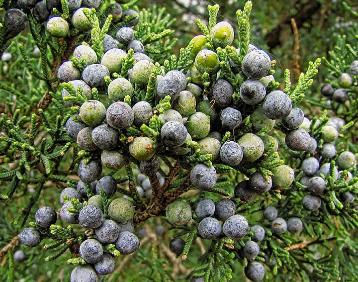 Juniper_berries