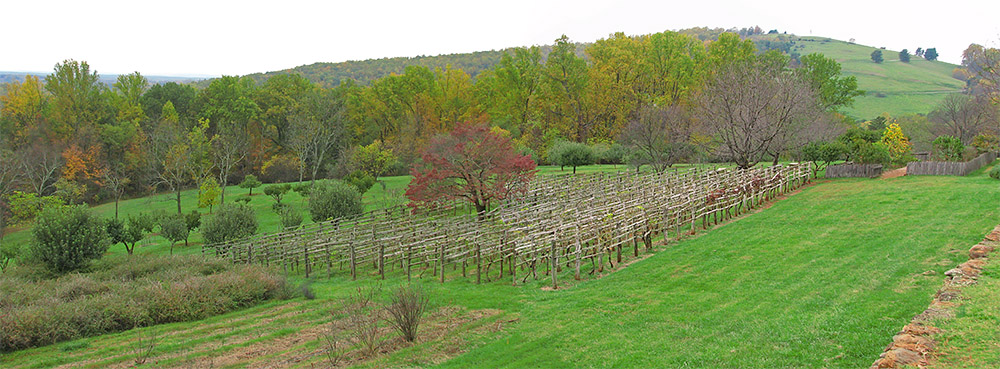 Vineyards