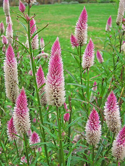 Flower_heads