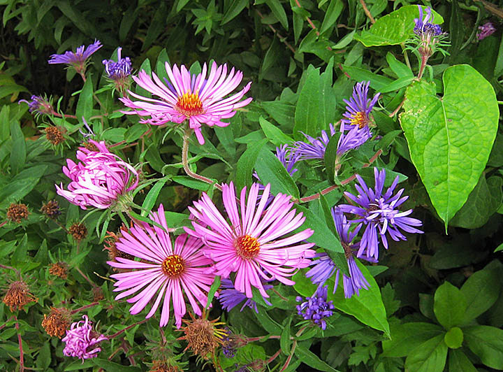 Stone_House_flowers