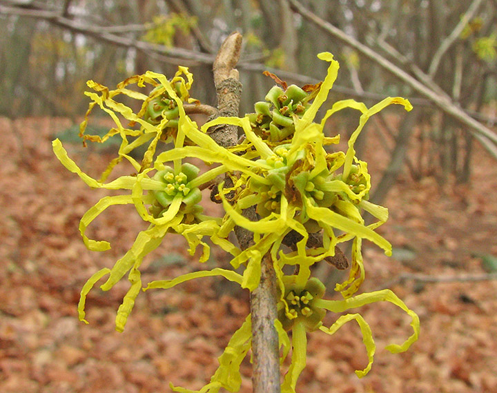 Witchhazel