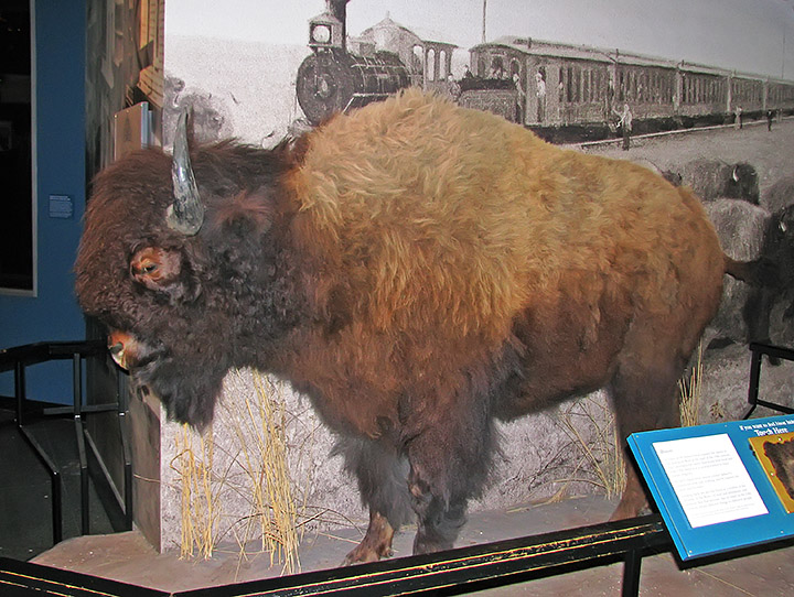 Bison