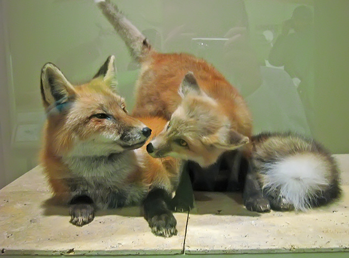 Foxes