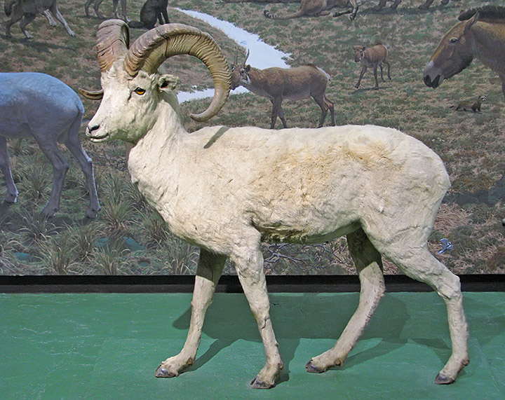 Bighorn