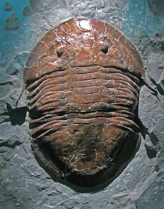 Big_Trilobite