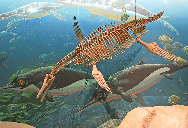 Ichthyosaur