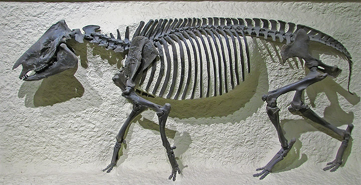 Dino_fossil