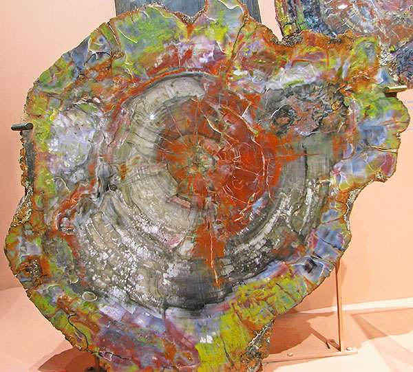 Petrified_wood