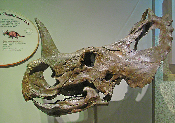 Chasmosaurus