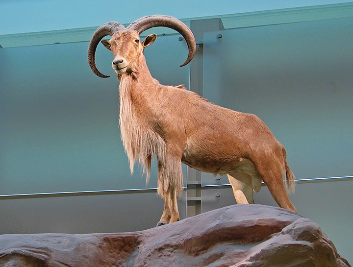 Bighorn