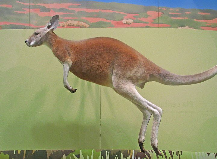 Kangaroo