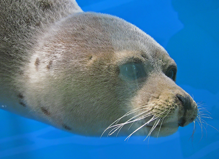 Seal