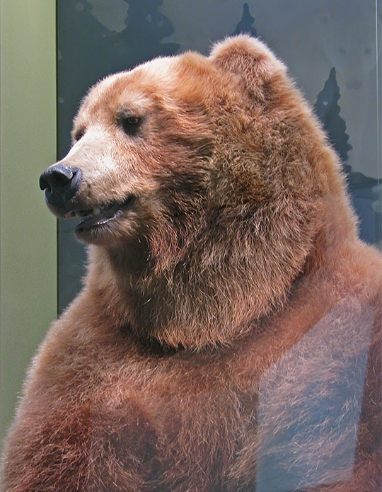 Bear