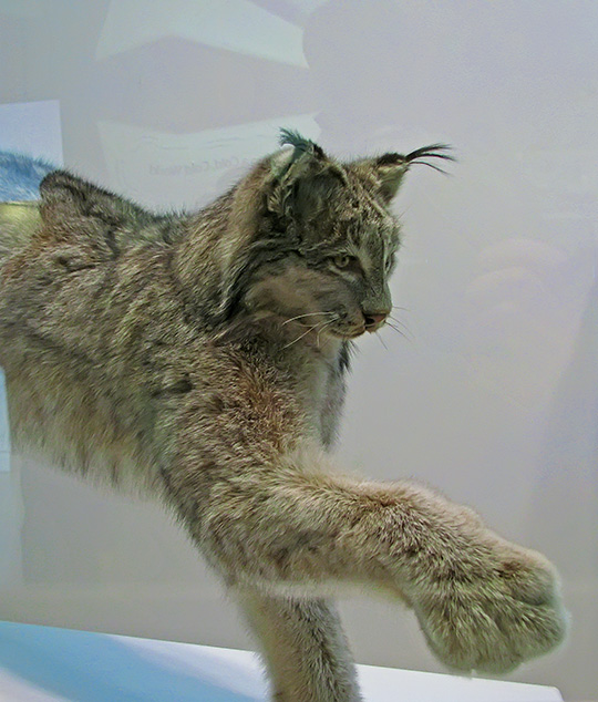 Lynx