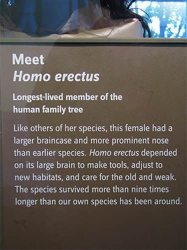 Erectus