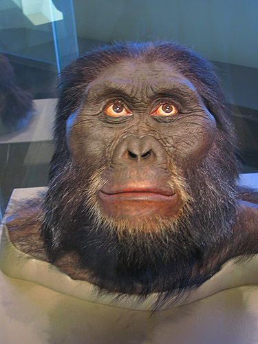 Afarensis