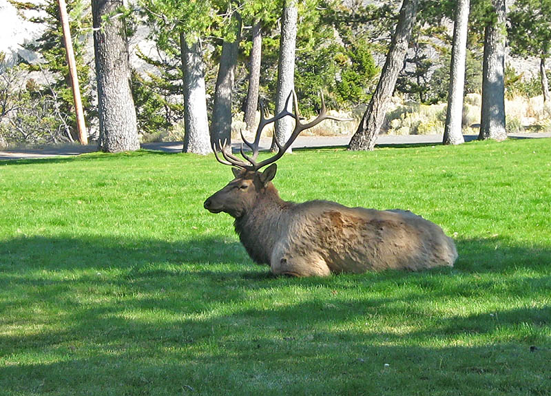 Bull_Elk