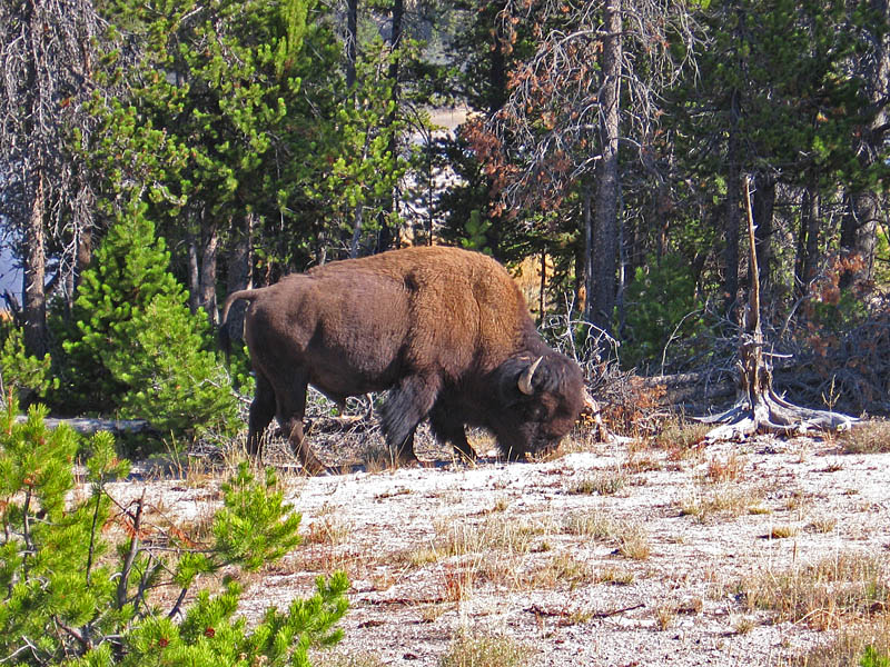 Buffalo_Firehole_Lake