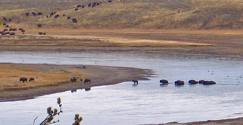 Bison_Crossing_River