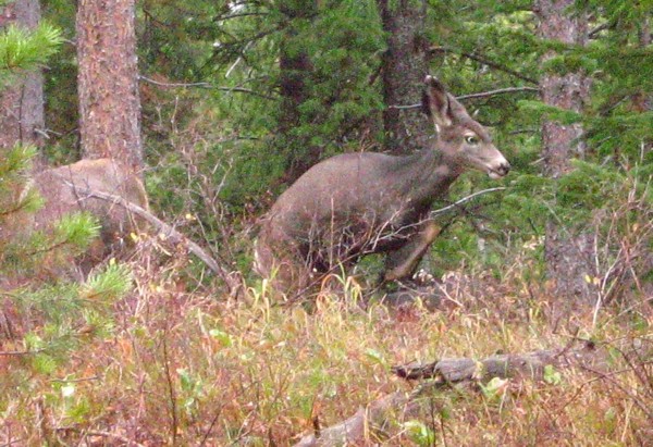 Jumping_deer