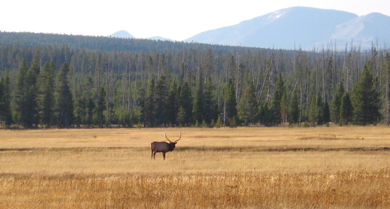 Bull_Elk