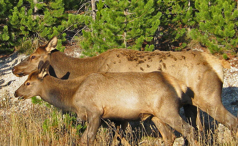 Two_Elk